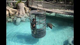 Crocodile Cage Diving-Cango Wildlife Ranch Oudtshoorn