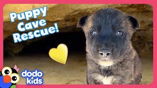 Can Rescuers Save Puppies Stuck In A Cave AND A Tortoise Den?  Dodo Kids  Rescued