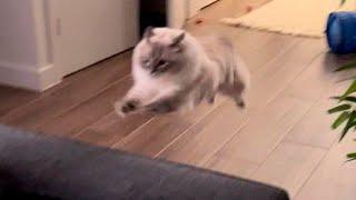 New Funniest Cats And Dogs Videos  Best Of The 2024 Funny Animal Videos  - Cutest Animals Ever