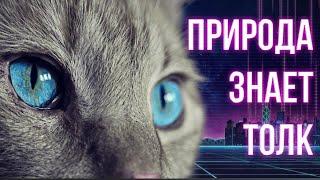 Пять технологий подсмотренных учёными у природы #hypetech