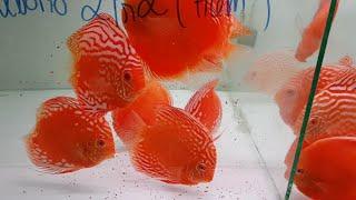 Cá Dĩa Full Red Malboro Abino Mới Về