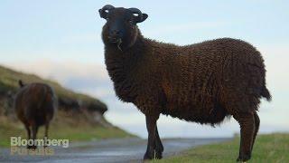 How the Worlds Softest Wool is Made