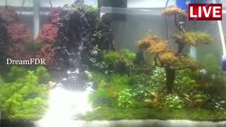 Aquascape - Hobi Aquascape Bikin Betah di rumah #JauhDariCorona