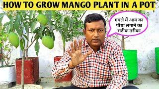 HOW TO GROW MANGO PLANT IN A POT?आम का पौधा गमले में लगाने का सटीक तरीका  Mango Plant In Pot