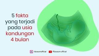 5 FAKTA YANG TERJADI PADA USIA KANDUNGAN 4 BULAN  BENTUK JANIN