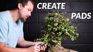 How to Shape Branches of an Indoor Bonsai Dwarf Jade