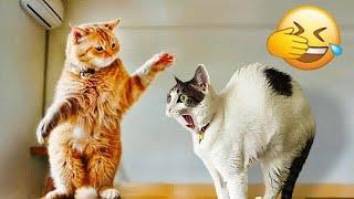  New Funny Cats and Dogs Videos  Best Funny Animal Videos 