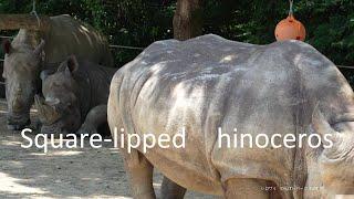 【japanese zoo】Square-lipped rhinoceros／Toyohashi Zoo & Botanical Park（non_hoi_park）／4K／20240721