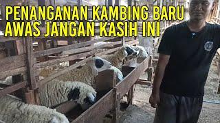 PERAWATAN KAMBING BARU DATANG AGAR TIDAK MENGALAMI KEMATIAN  JANGAN DIKASIH INI