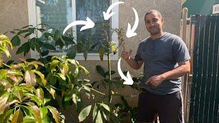How to Graft Avocado Trees Step by Step  4 Varieties on 1 Tree