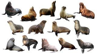 Species of Sea Lions  Fur Seals  Eared Seals  Family Otariidae