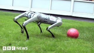 How mini Cheetah robot learns to play football - BBC News