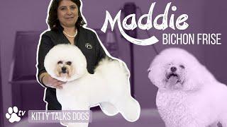 Kitty Talks Dogs grooming Maddie the Bichon Frisé  TRANSGROOM