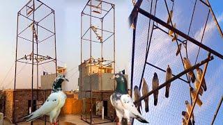 New Jaal Tyar Ho Gaya  New Pigeon Setup  pak birds gallery