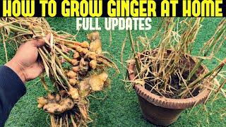 How to Grow Ginger in Containers FULL INFORMATION