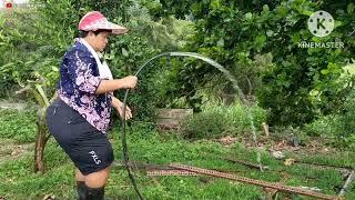 Panen Pepaya gondal gandul ‼️ Sulastri 15 Nyiram Kebun  Tkw Taiwan.