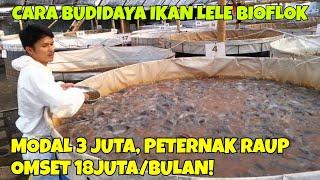 CARA BUDIDAYA IKAN LELE BIOFLOK MODAL 3 JUTA PETERNAK RAUP OMSET 18JUTABULAN