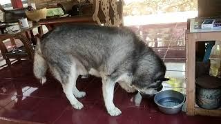 kasi makan.husky