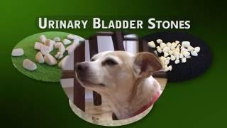 Cystotomy - Removal of Bladder Stones in Dogs and Cats