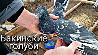 Бакинские голуби.Николаевские голуби.Baku pigeons.Nikolaev pigeons