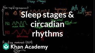 Sleep stages and circadian rhythms  Processing the Environment  MCAT  Khan Academy