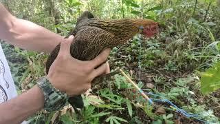 WE CATCH WILD CHICKEN IN OUR BIRD TRAP Animal trap Ep.1