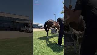 This Horse Gets Its Legs Cracked  #chiropracticadjustment #animals #chiropractic #horses
