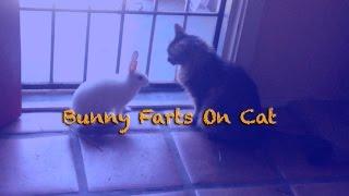 Bunny rabbit farts on cat - funny