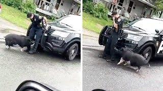 Pet Pig Chases Police Officer
