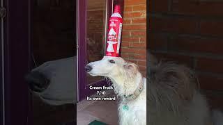 Balance of increasing difficulty #borzoi #balance #dogs #unhinged #shorts #photography #doglife #art