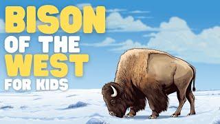 Bison of the West for Kids  Learn all about these special mammals