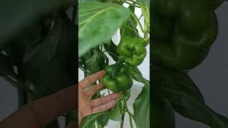 Bell Pepper #shorts #garden