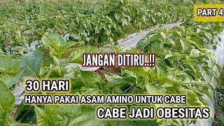 30 HARI HANYA PAKAI ASAM AMINO UNTUK CABE.. INI YANG TERJADI..