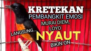 SUARA MURAI BATU GACOR memancing EMOSI jadi NYAUT BUNYI BONGKAR MATERI ISIAN  PANCINGAN MURAI