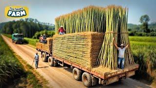 How Bamboo Products Are Made From Planting Bamboo to Toothbrush Factory