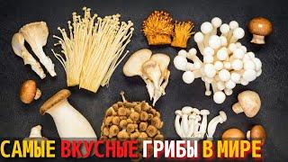 Топ 10 Самых Вкусных Грибов в Мире  Самые Вкусные Грибы в Мире