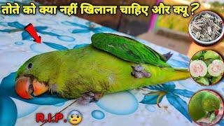 तोता को क्या नहीं खिलाना चाहिये ? Unhealthy Food for Parrot
