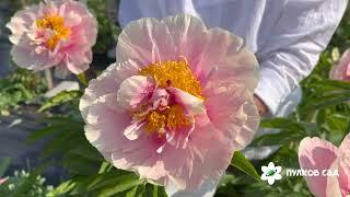 Triphene Parkin peony. Трифена Паркин пион. Пулков сад