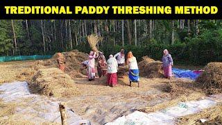 Traditional Paddy Threshing Method  Rice threshing at Village  Village Life