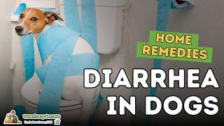 Diarrhea in Dogs How To Quickly Treat At Home