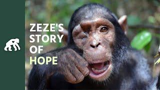 Get to Know Zezes Tchimpounga Sanctuary Story of HOPE