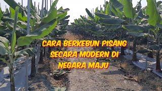 Cara Berkebun Pisang Secara Modern Di Negara Maju Taiwan