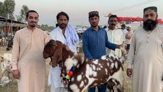 Thursday Rawat Bakra Mandi Latest Update 13  June 2024  Bakra EiD Qurbani 2024 k Bakry Pakistan