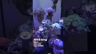 【Gary’s Fish 蓋瑞魚樂圈】餵食｜日常｜珊瑚吃飯｜ Feed｜Coral｜LPS｜largepolypstone