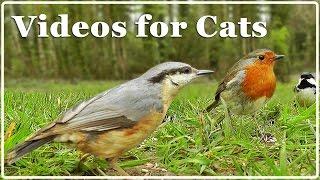 Cat TV - Video for Cats - Birds Extravaganza  7 Hours of TV for Cats with Beautiful Bird Sounds 