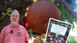 Why Foster Botanical Garden is the Best Kept Secret in Honolulu