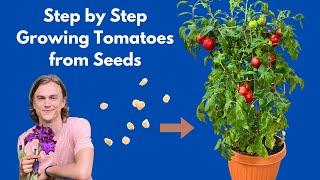 How To Grow Tomatoes From Seed At Home  Complete Instructions Step By Step