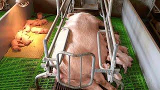 Вот так работает немецкая свиноферма свиньи есть и много а людей не видно - все автоматизировано.