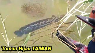 Ediannn...Ternyata Ini Sarang Ikan Toman Hijau KETAPEL IKAN #viral #trending #ketapelikan