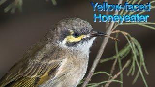 Yellow-faced Honeyeater